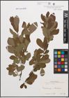 Foto von Salix cinerea L.